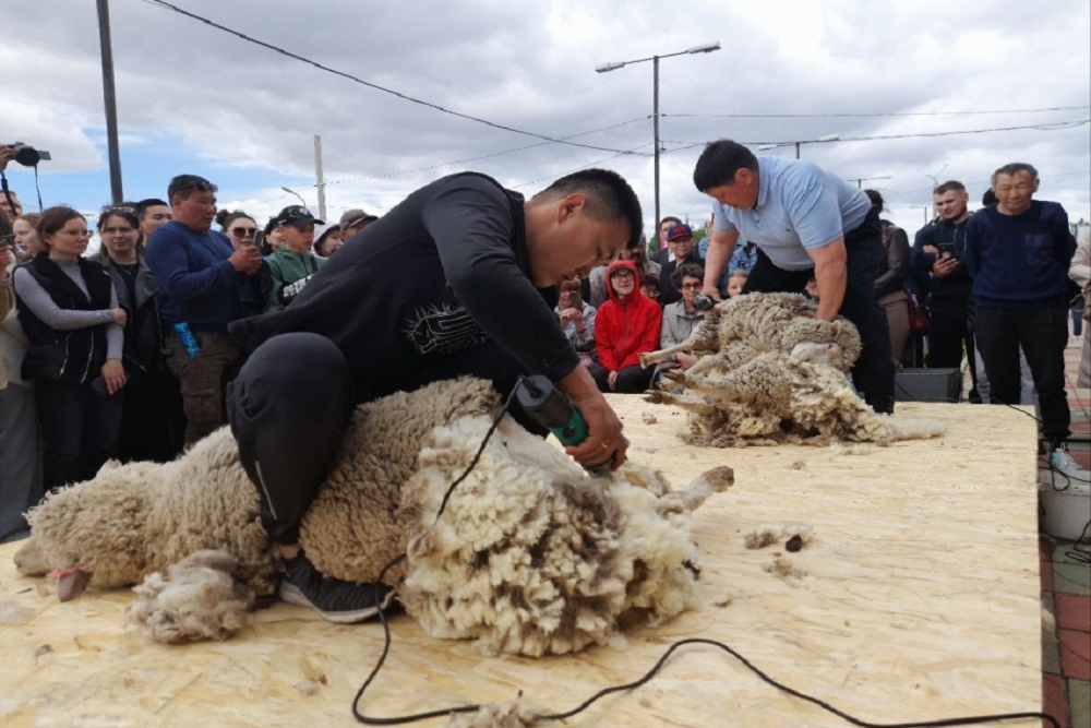 Сенатор Жамсуев рассказал, как Забайкалье может довести поголовье овец до 1 миллиона Сенатор Жамсуев рассказал, как Забайкалье может довести поголовье овец до 1 миллиона