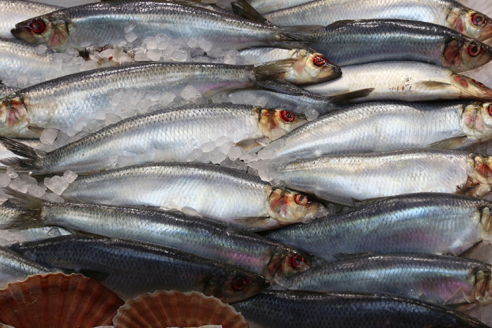 Путин поручил проработать целесообразность введения экспортных пошлин на рыбу Путин поручил проработать целесообразность введения экспортных пошлин на рыбу