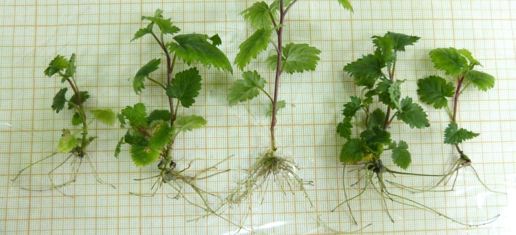 В Мичуринском ГАУ предложили инновационный метод стимуляции корневой системы микрочеренков