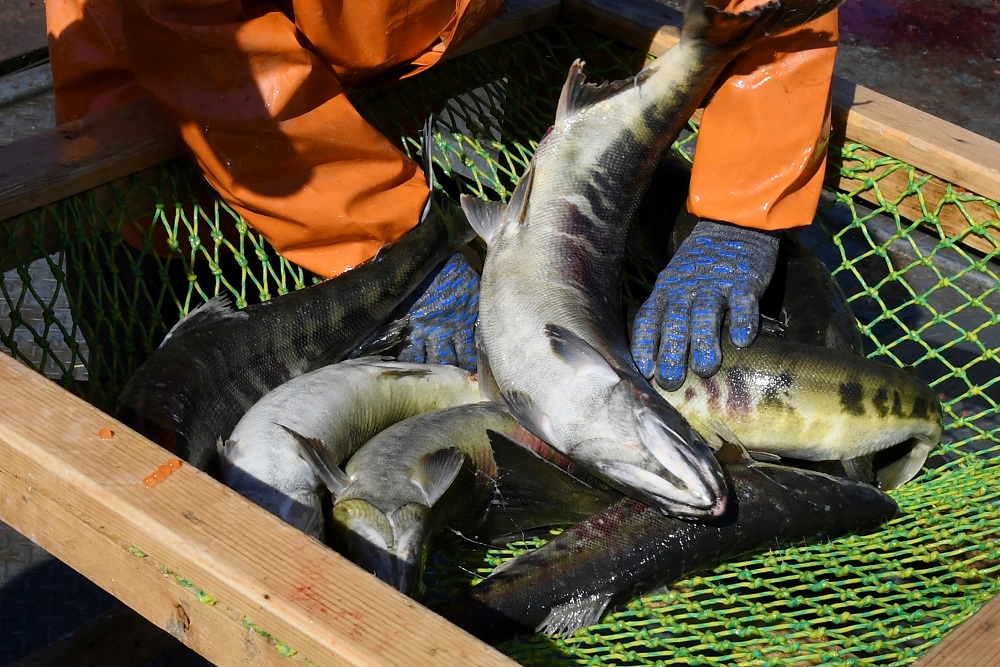 Ученые объяснили прогрессирующее снижение уловов тихоокеанских лососей Ученые объяснили прогрессирующее снижение уловов тихоокеанских лососей