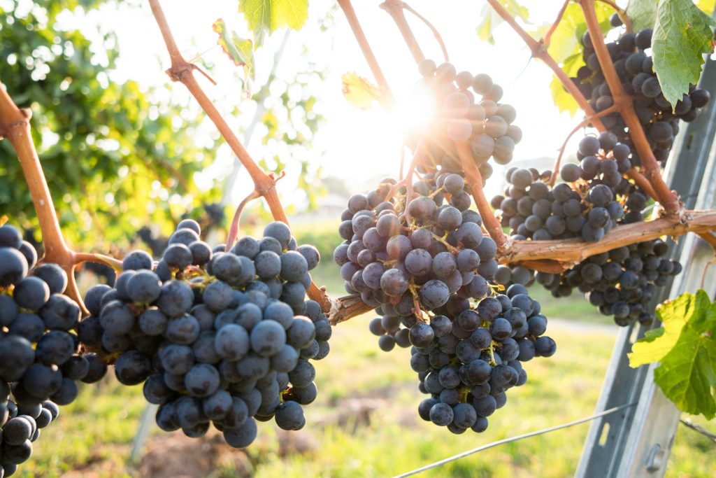 Минсельхоз: Российские винодельни в 2025 году посетили более 1 миллиона человек