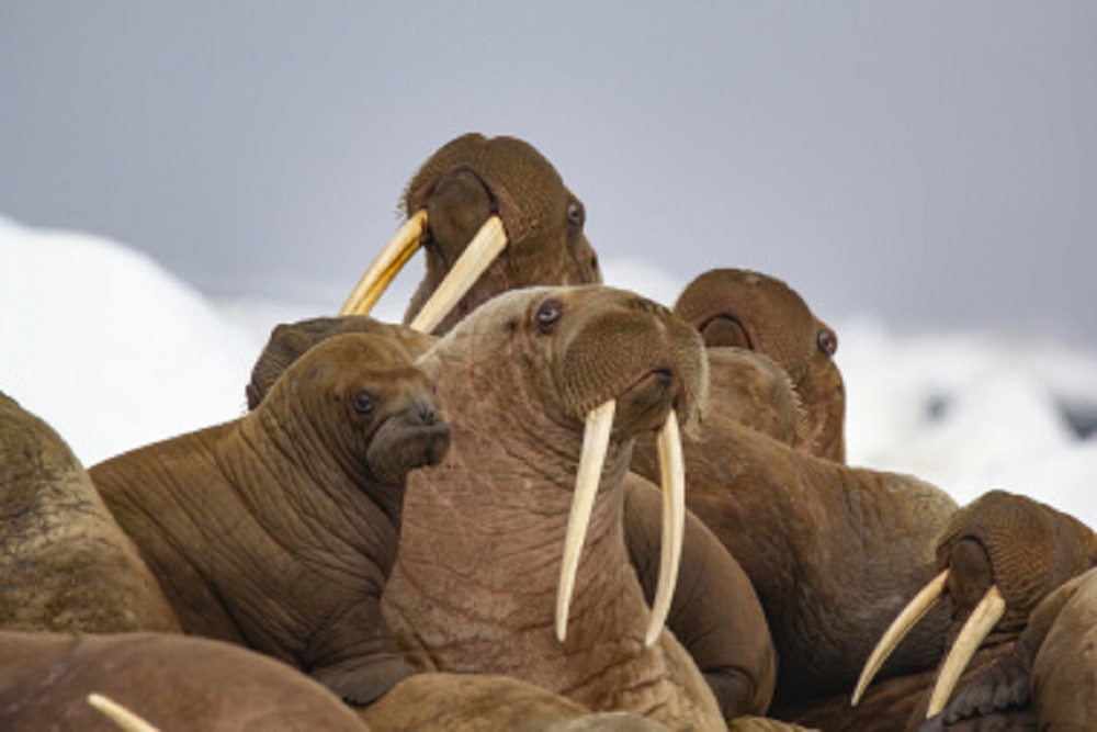 На Чукотке ученые оценят состояние популяций морских млекопитающих На Чукотке ученые оценят состояние популяций морских млекопитающих