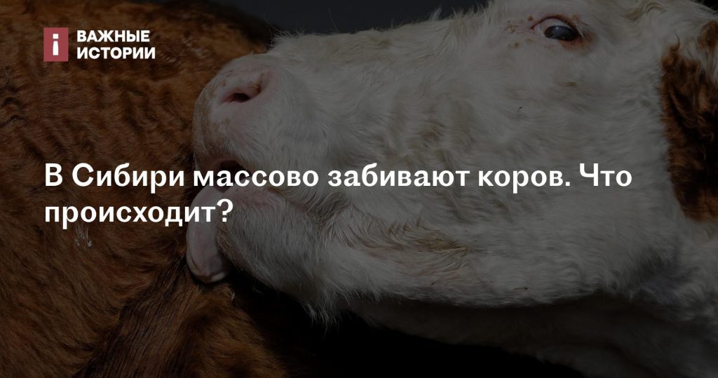 В Сибири массовый забой коров: что происходит?