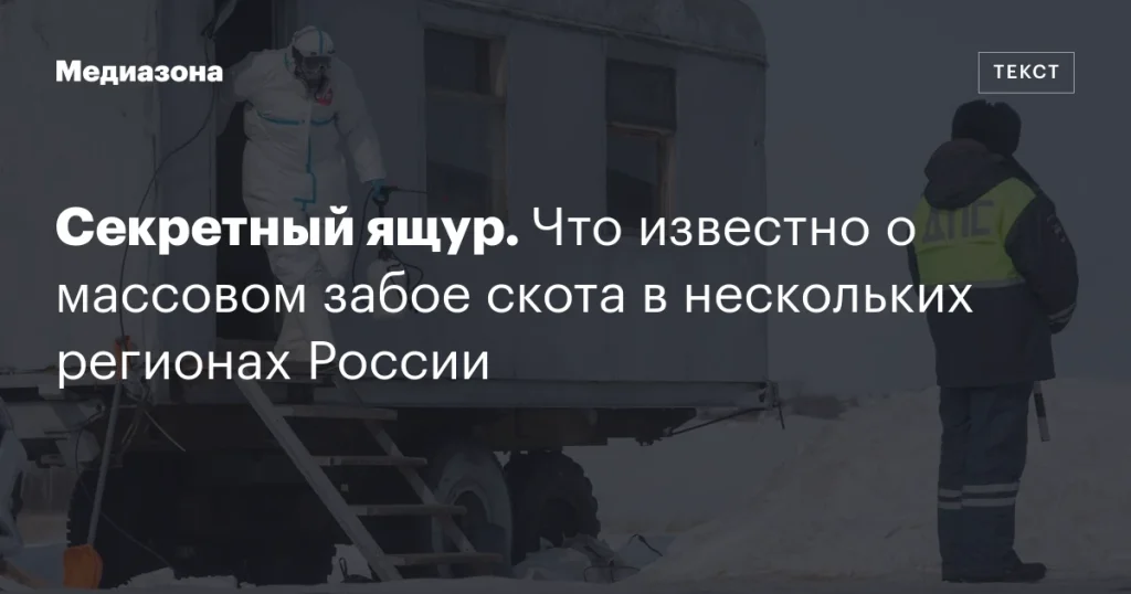 Секретный ящур: подробности о массовом забое скота в России