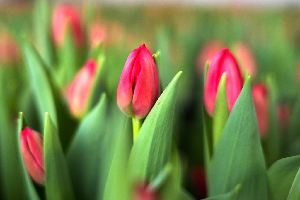 В Роспотребнадзоре порекомендовали покупать цветы с полураскрытыми бутонами