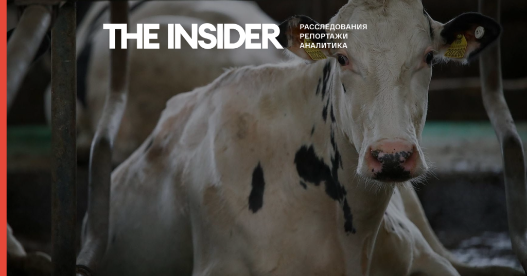 Власти Китая сообщили о проникновении ящура через северо-западную границу страны