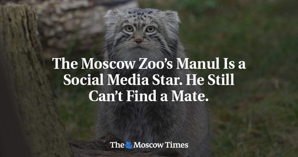 Манул из Московского зоопарка стал звездой соцсетей, но все еще не нашел себе пару