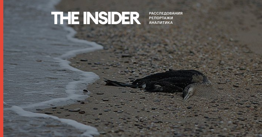 На побережье Анапы за два дня обнаружили более 200 мертвых птиц, покрытых нефтепродуктами — оперштаб