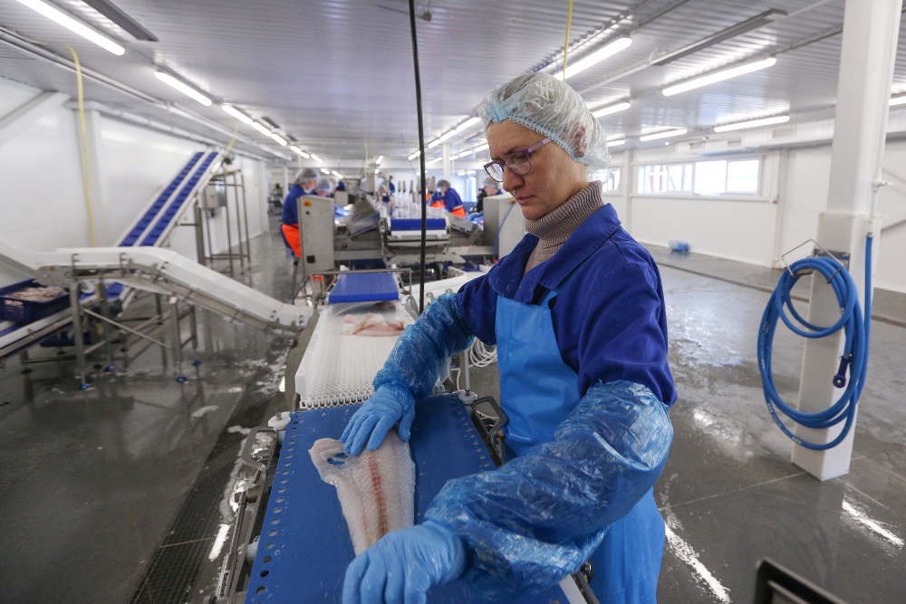 ВАРПЭ: Из рыб в России в 2026 году больше всего подешевела пикша ВАРПЭ: Из рыб в России в 2026 году больше всего подешевела пикша