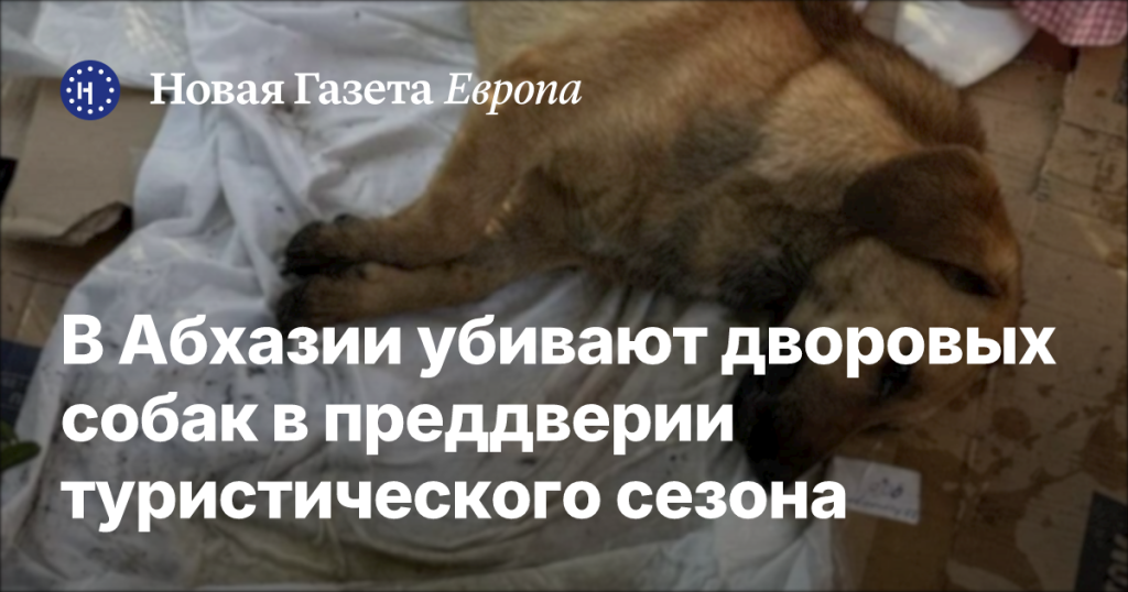 В Абхазии уничтожают бездомных собак перед началом туристического сезона В Абхазии уничтожают бездомных собак перед началом туристического сезона